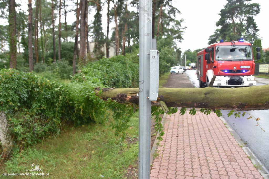 Sucha sosna zablokowała drogę