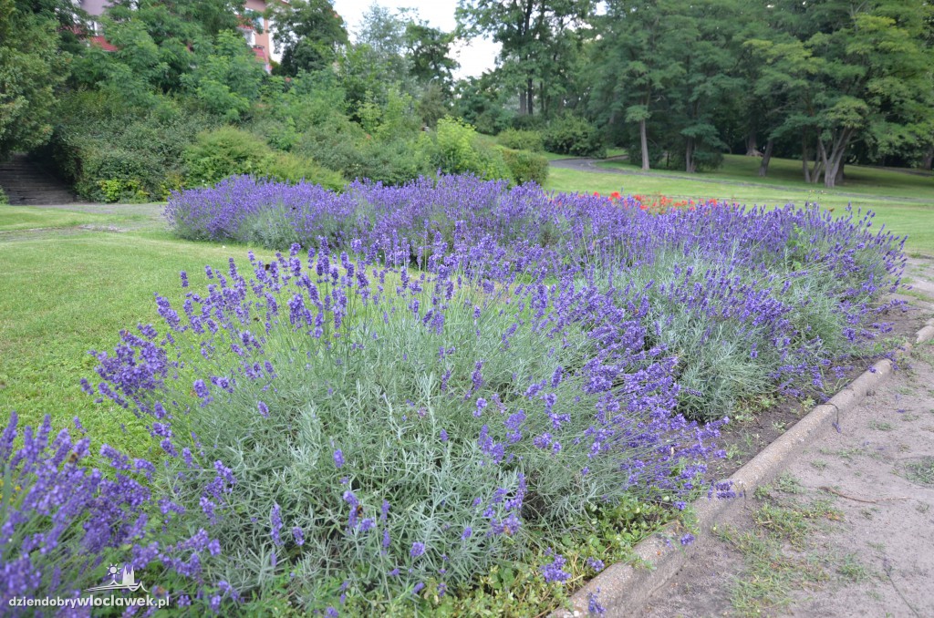 Park Sienkiewicza do zmiany