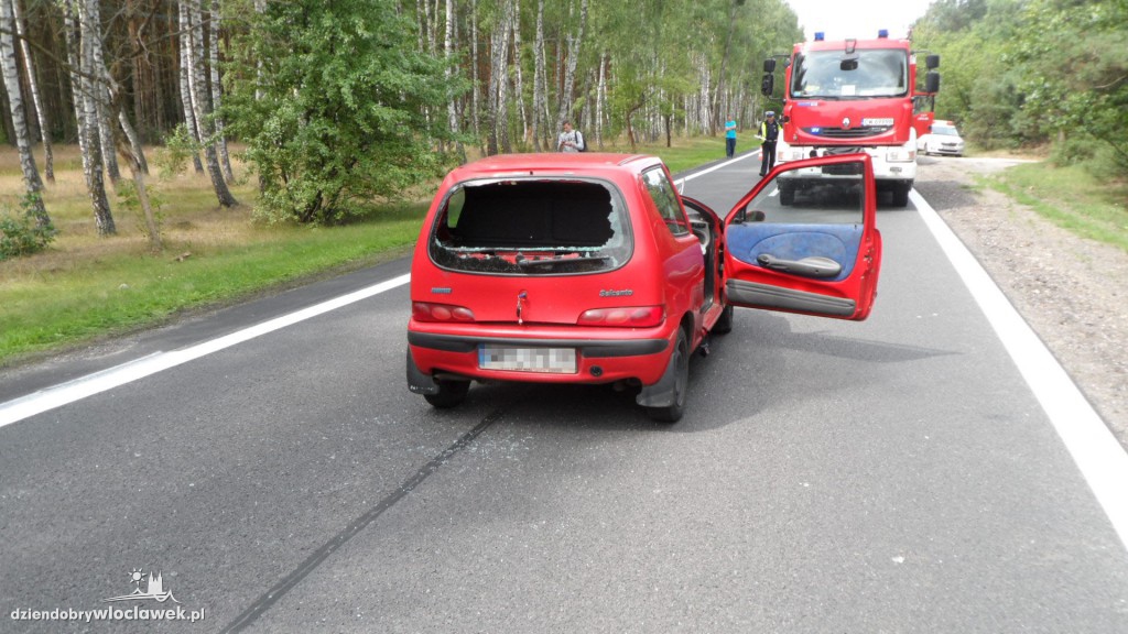 Fiat seicento uderzył w łosia na drodze