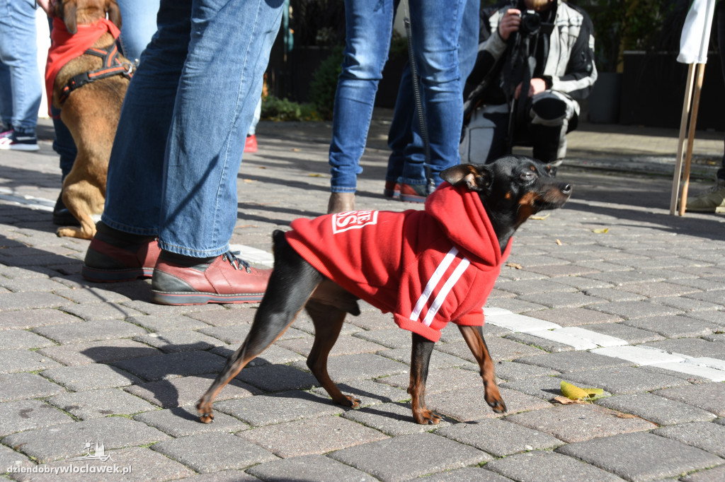 Obchody Światowego Dnia Zwierząt