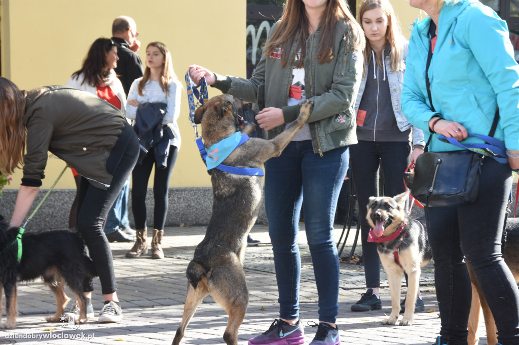 Obchody Światowego Dnia Zwierząt