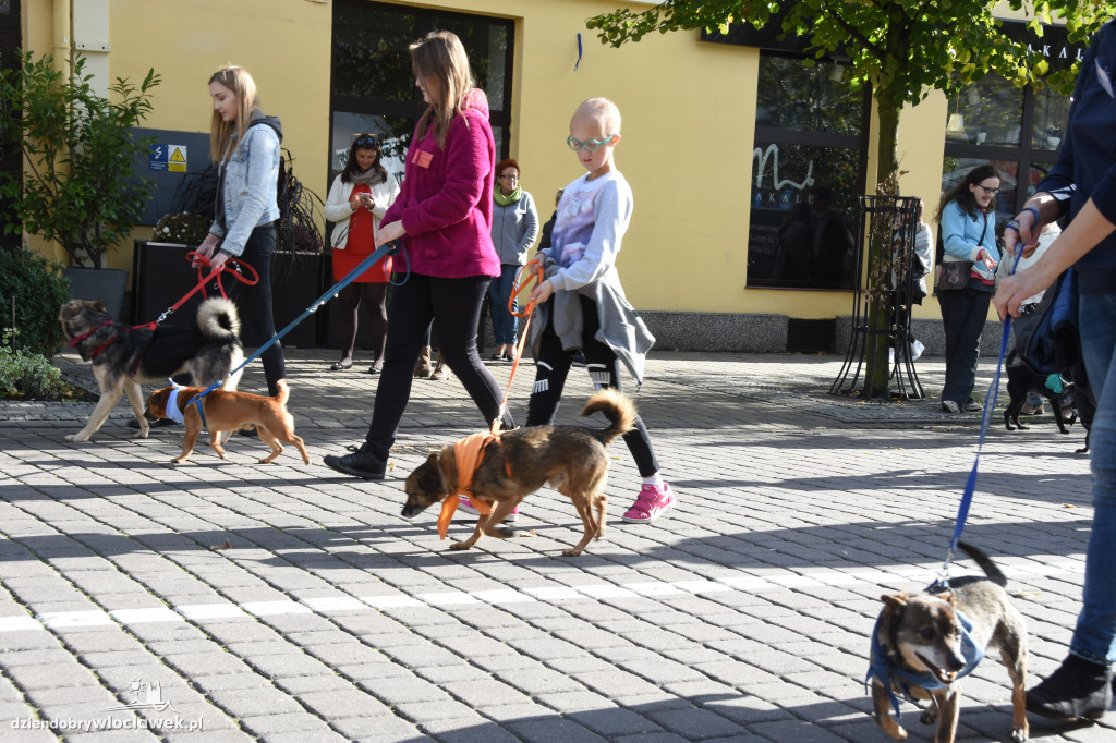 Obchody Światowego Dnia Zwierząt