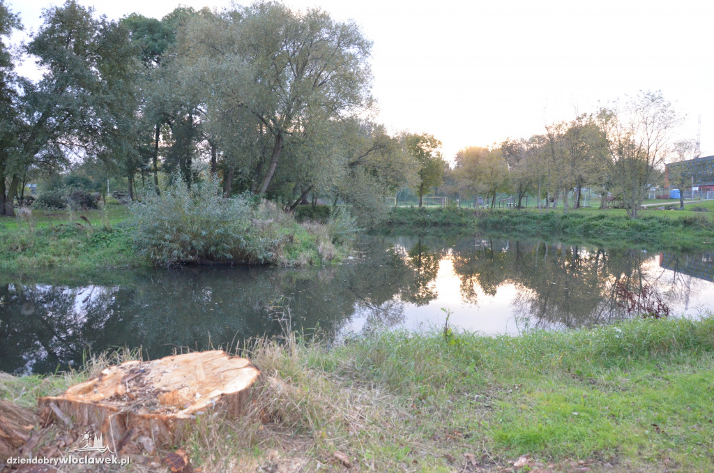 Wycinka w parku nad Zgłowiączką