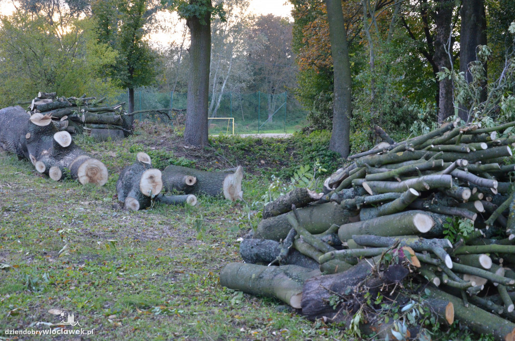 Wycinka w parku nad Zgłowiączką