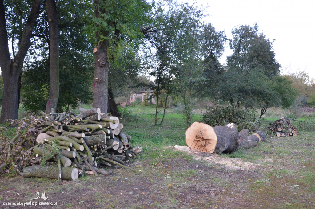 Wycinka w parku nad Zgłowiączką
