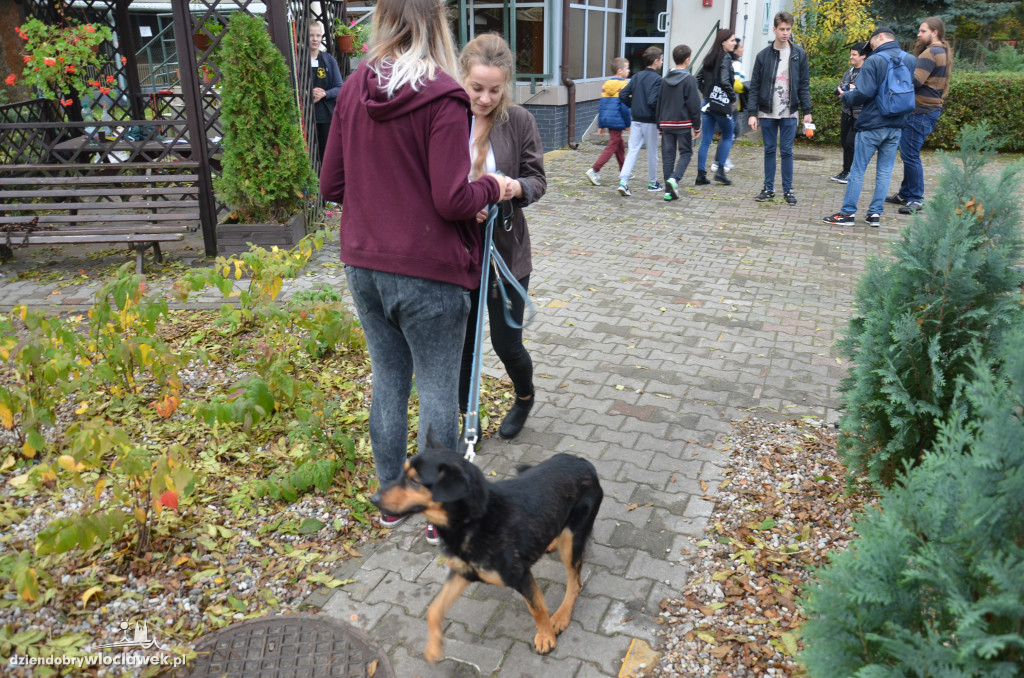 Dzień kundelka w schronisku dla zwierząt