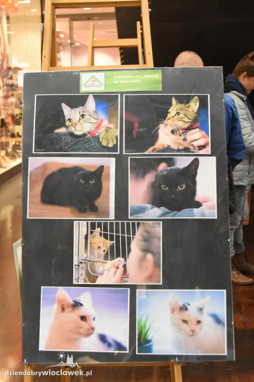 Akcja Pomagamy Zwierzakom