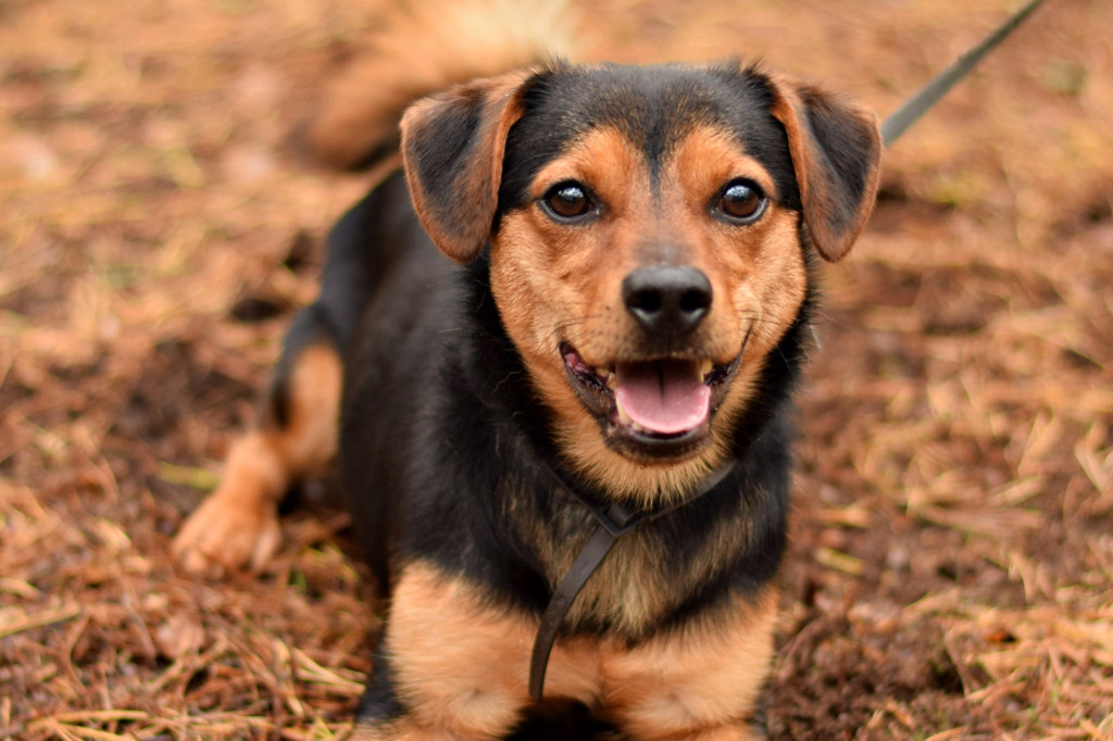 Tymi zdjęciami zachęcają do adopcji psów