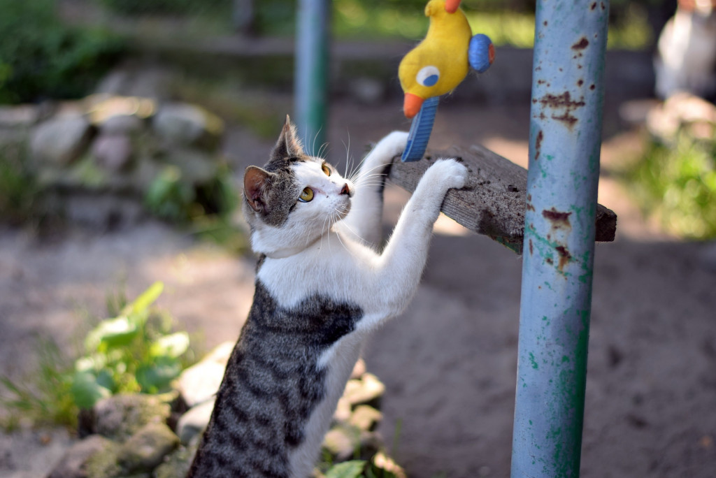 Tymi zdjęciami zachęcają do adopcji psów