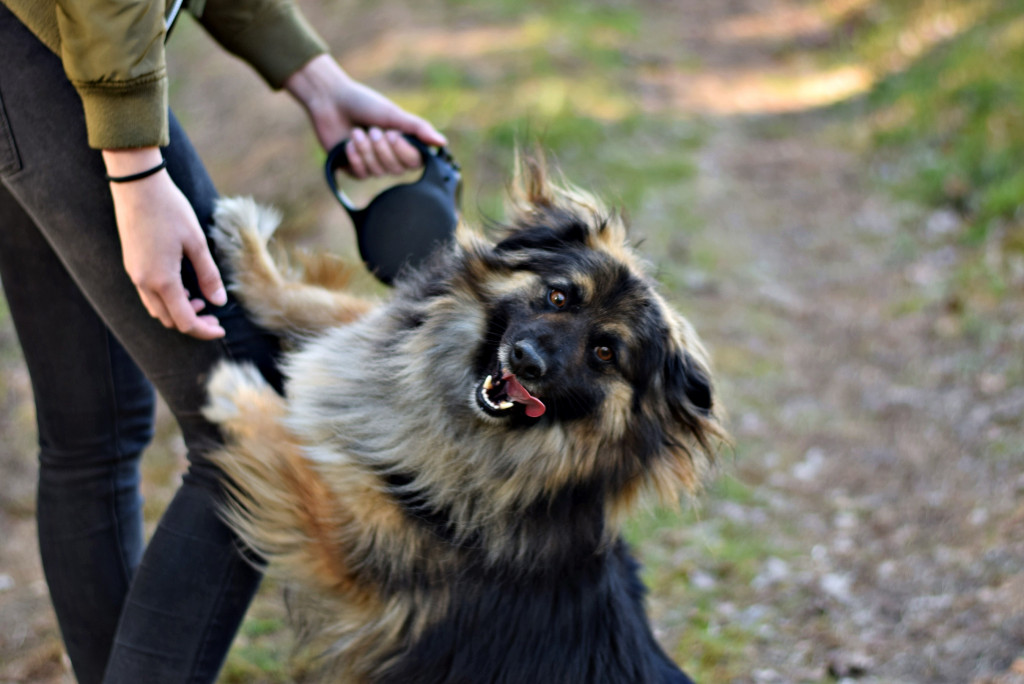 Tymi zdjęciami zachęcają do adopcji psów