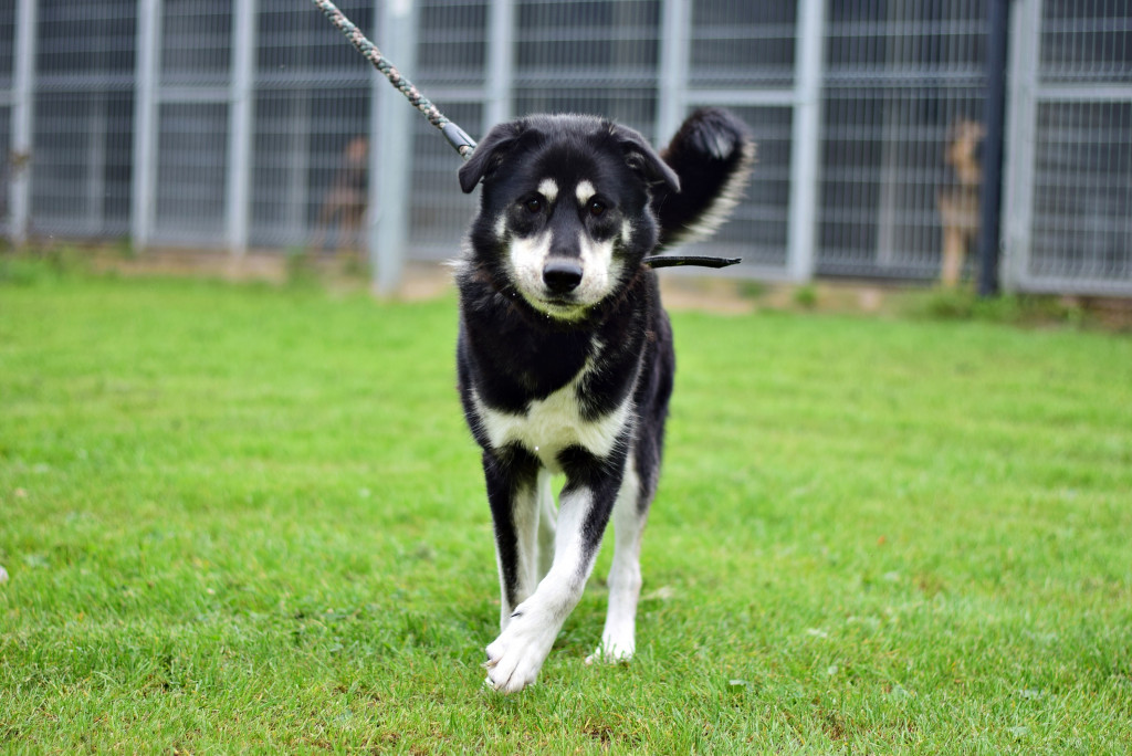 Tymi zdjęciami zachęcają do adopcji psów