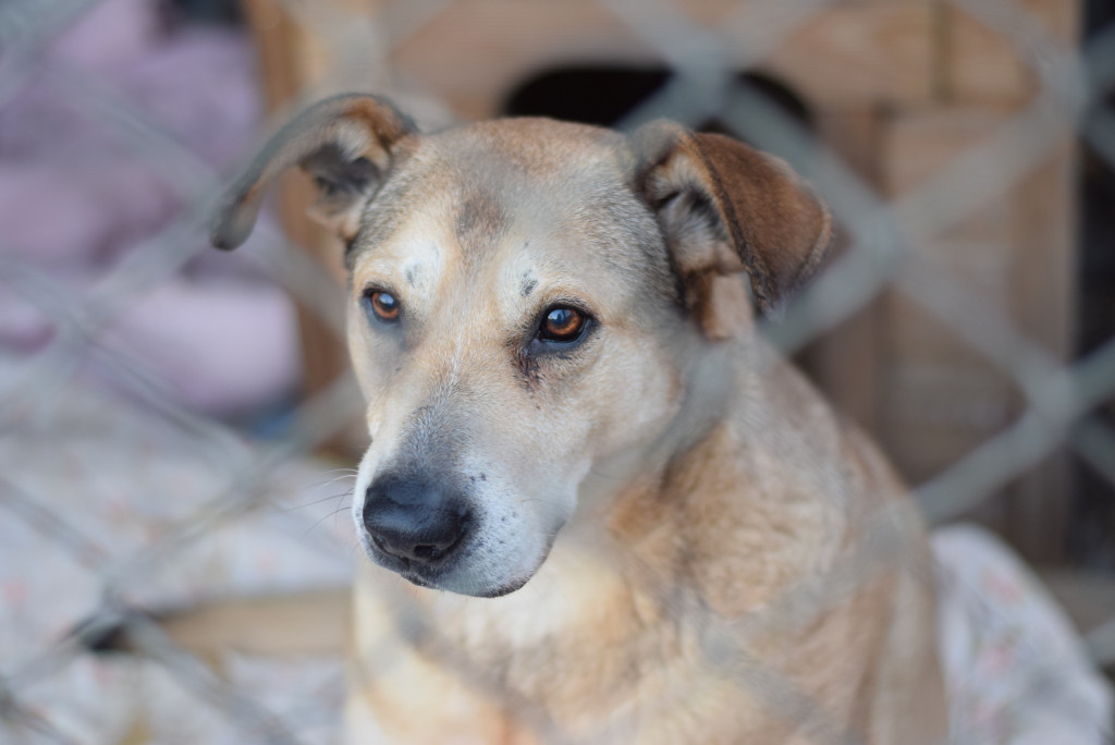 Tymi zdjęciami zachęcają do adopcji psów
