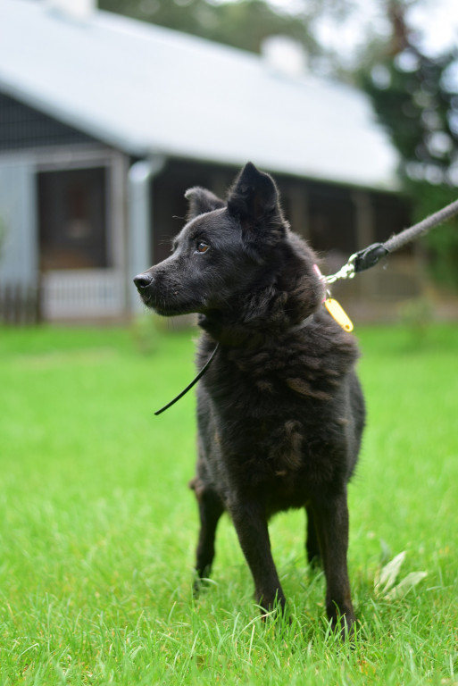 Tymi zdjęciami zachęcają do adopcji psów