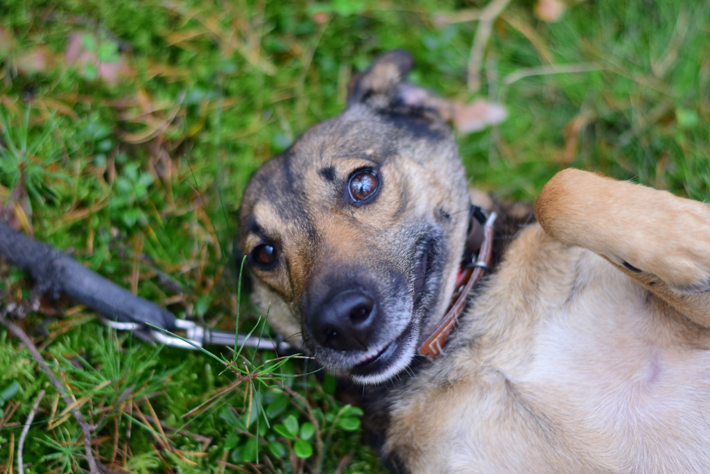 Tymi zdjęciami zachęcają do adopcji psów