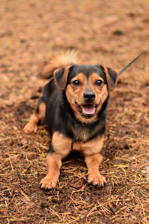 Tymi zdjęciami zachęcają do adopcji psów