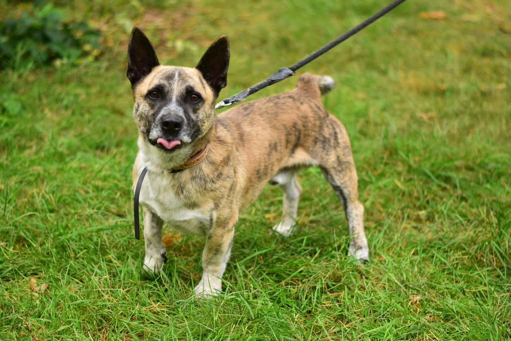 Tymi zdjęciami zachęcają do adopcji psów