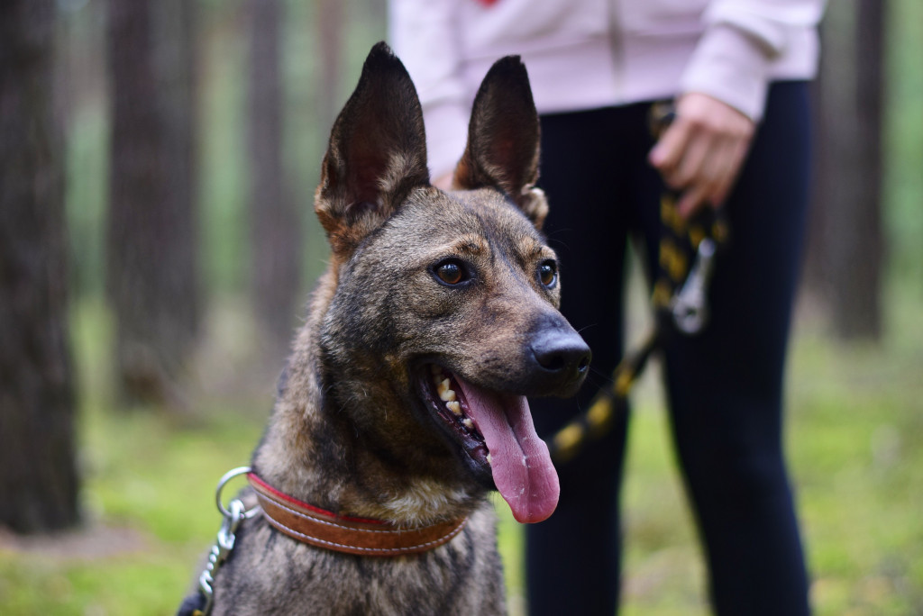 Tymi zdjęciami zachęcają do adopcji psów