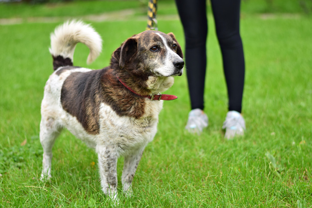 Tymi zdjęciami zachęcają do adopcji psów