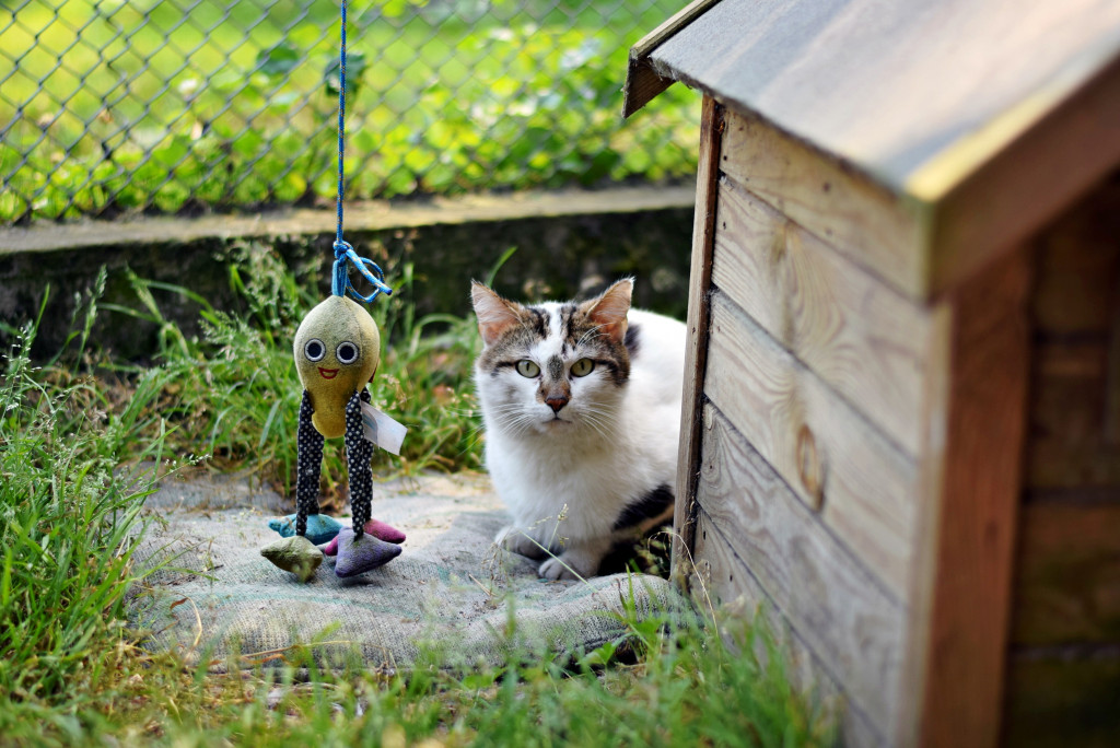 Tymi zdjęciami zachęcają do adopcji psów