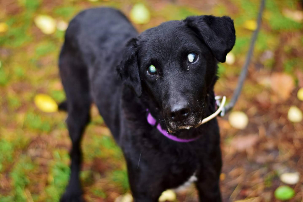 Tymi zdjęciami zachęcają do adopcji psów