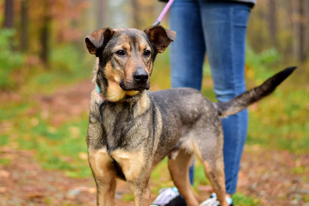 Tymi zdjęciami zachęcają do adopcji psów