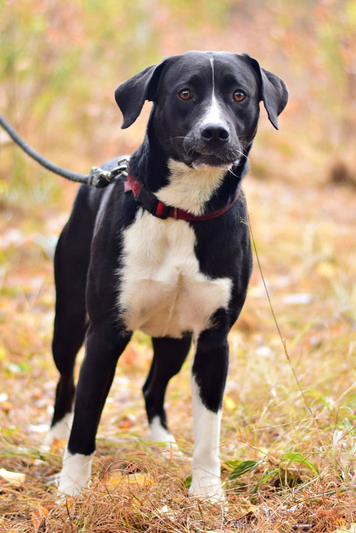 Tymi zdjęciami zachęcają do adopcji psów