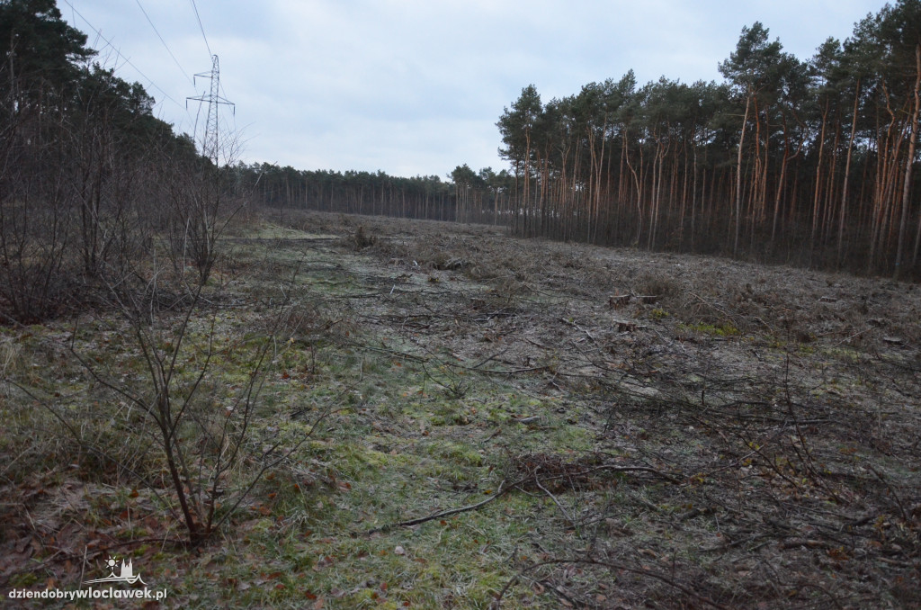 Czytelnik zaniepokojony wycinką lasów