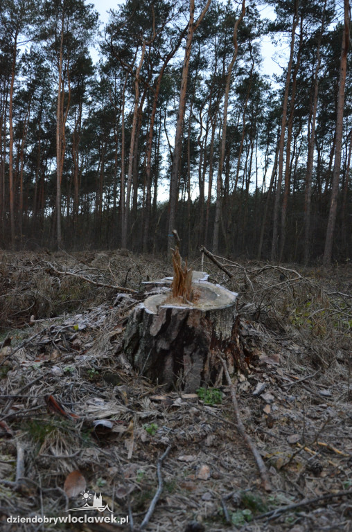 Czytelnik zaniepokojony wycinką lasów