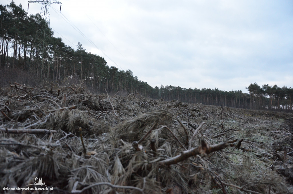 Czytelnik zaniepokojony wycinką lasów