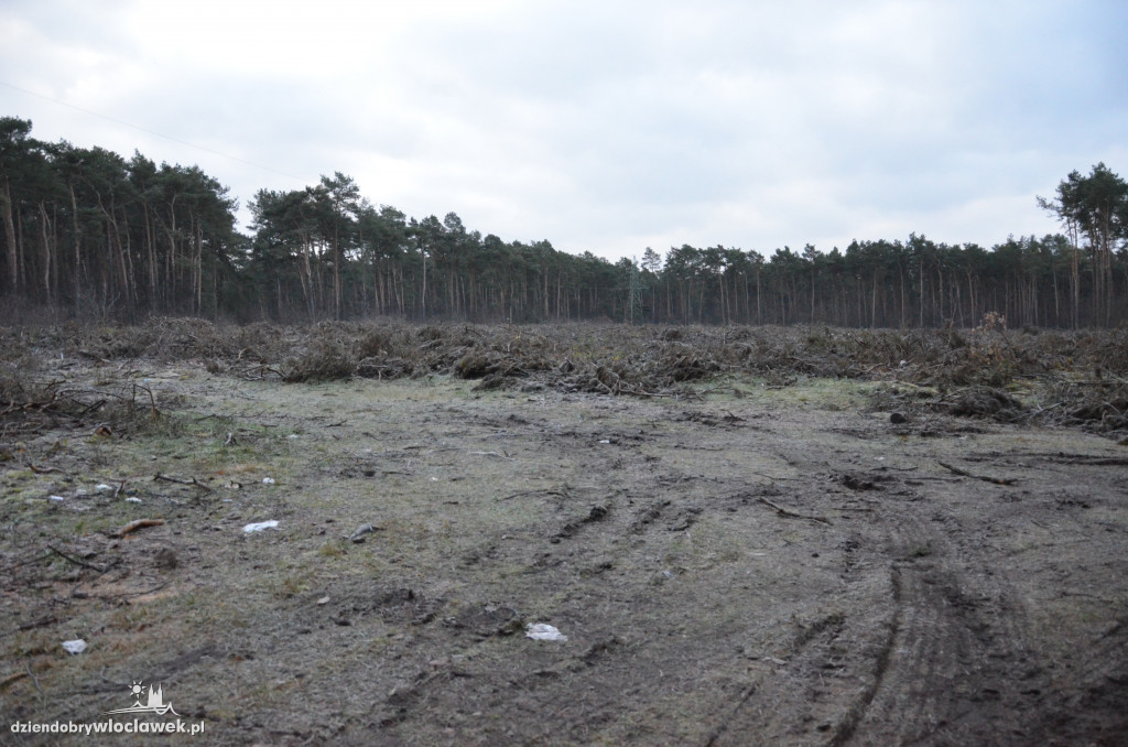 Czytelnik zaniepokojony wycinką lasów