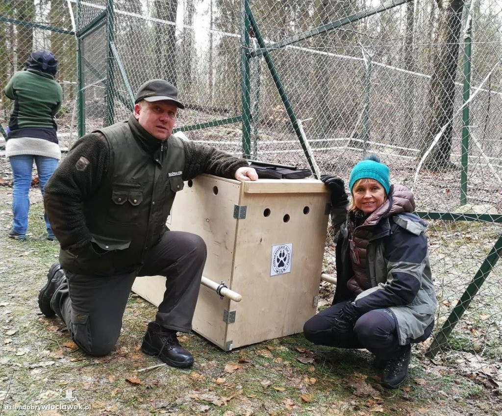 Ranny wilk na drodze krajowej nr 91