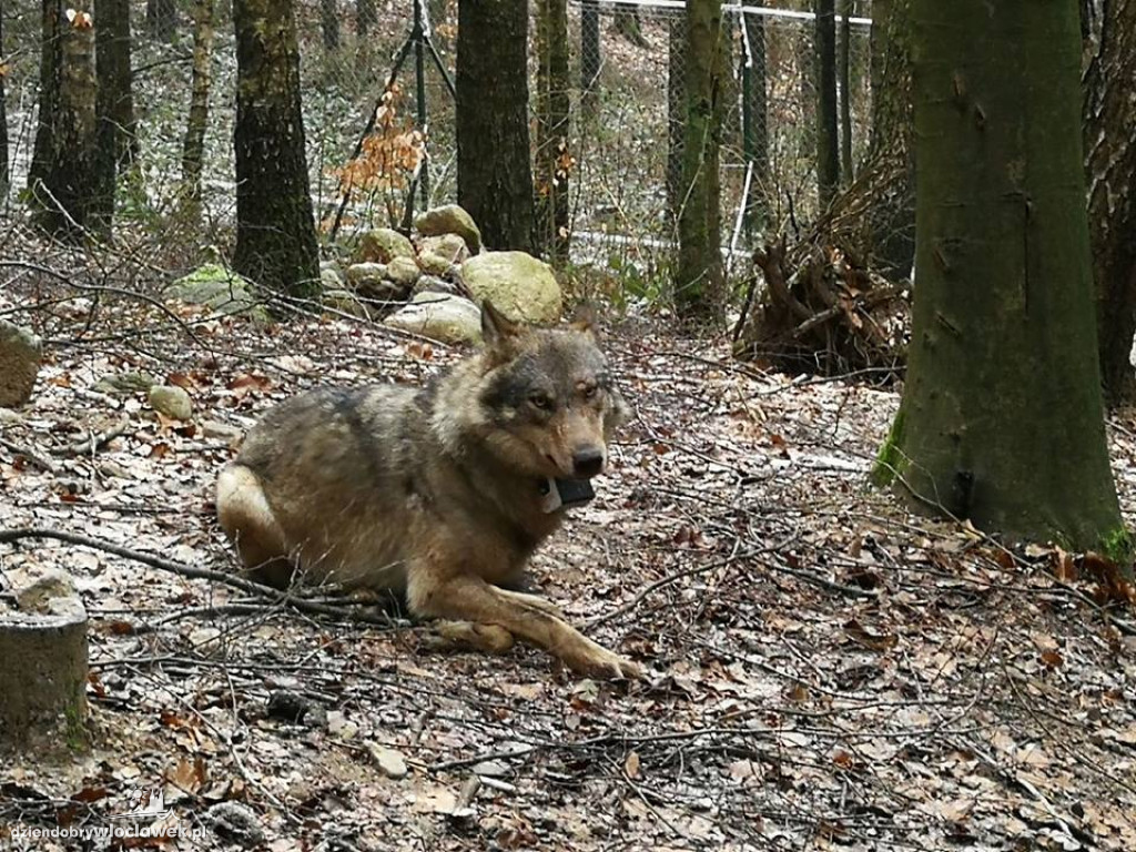 Ranny wilk na drodze krajowej nr 91