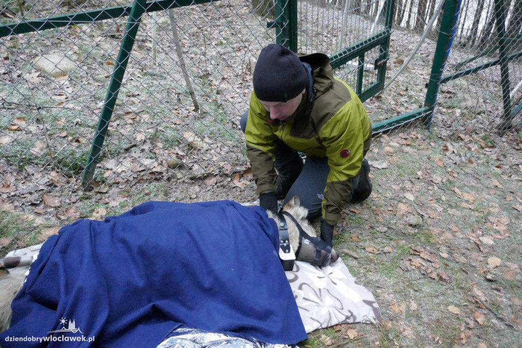 Ranny wilk na drodze krajowej nr 91