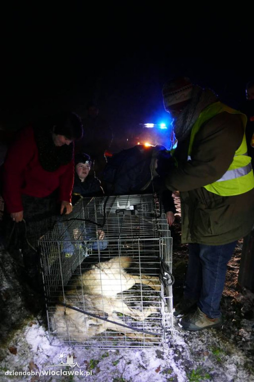 Ranny wilk na drodze krajowej nr 91