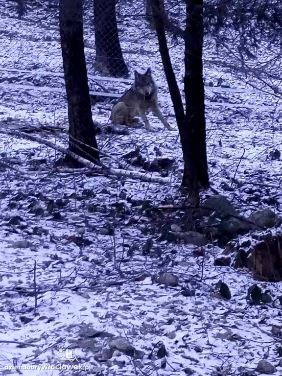 Ranny wilk ma się już coraz lepiej