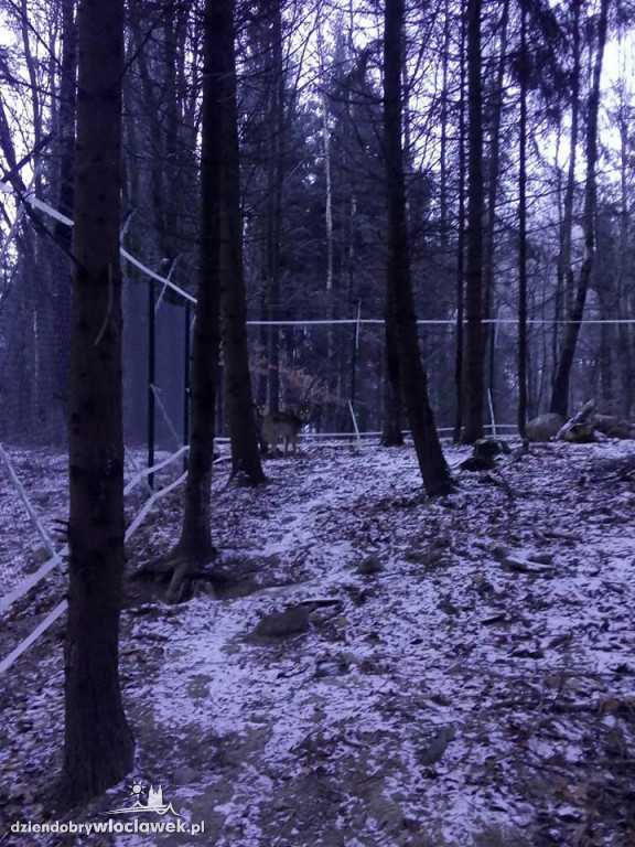 Ranny wilk ma się już coraz lepiej