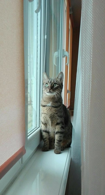 Włocławianie świętują Dzień Kota