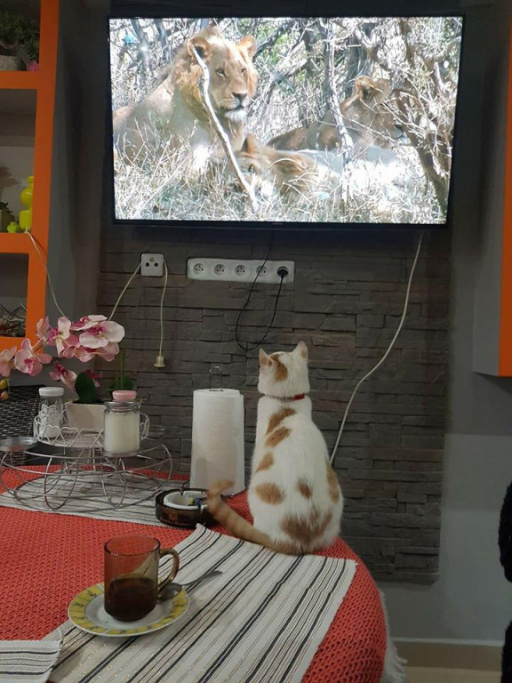 Włocławianie świętują Dzień Kota