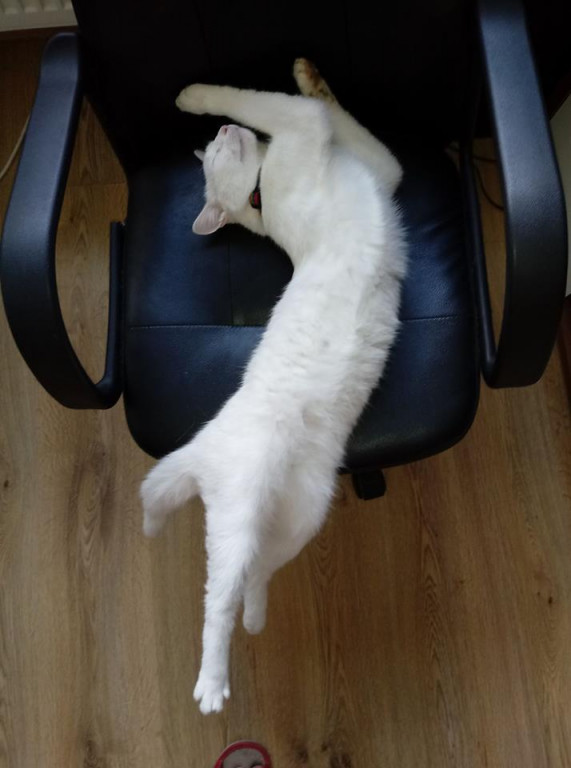 Włocławianie świętują Dzień Kota