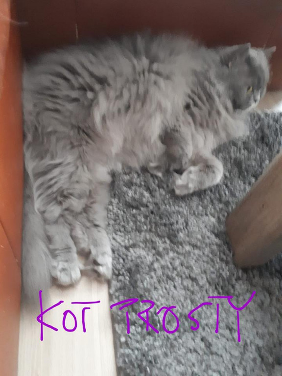 Włocławianie świętują Dzień Kota