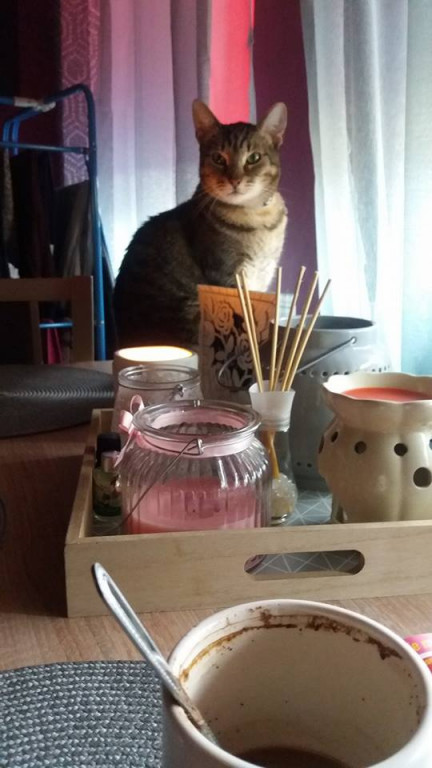Włocławianie świętują Dzień Kota