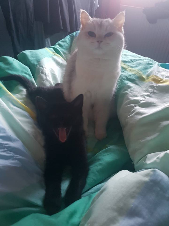 Włocławianie świętują Dzień Kota