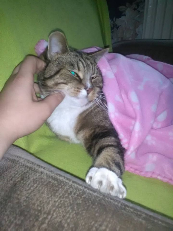 Włocławianie świętują Dzień Kota