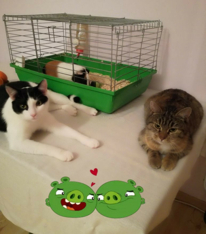 Włocławianie świętują Dzień Kota