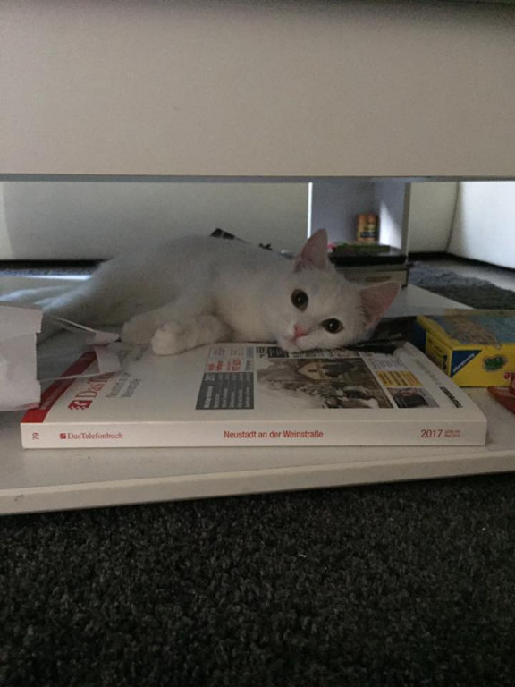 Włocławianie świętują Dzień Kota
