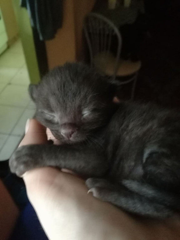 Włocławianie świętują Dzień Kota
