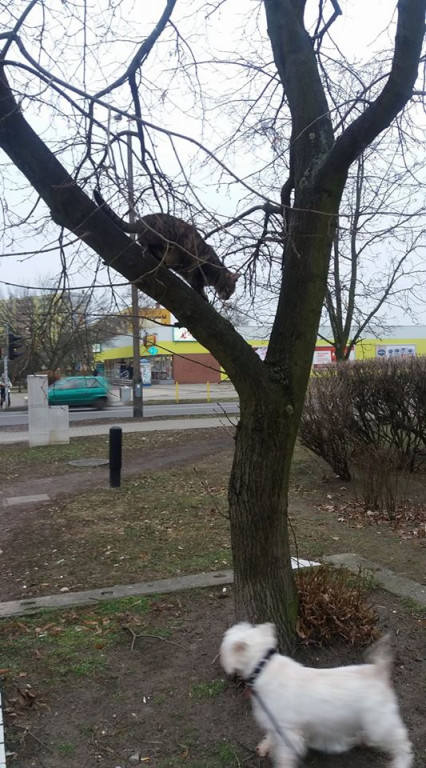 Włocławianie świętują Dzień Kota