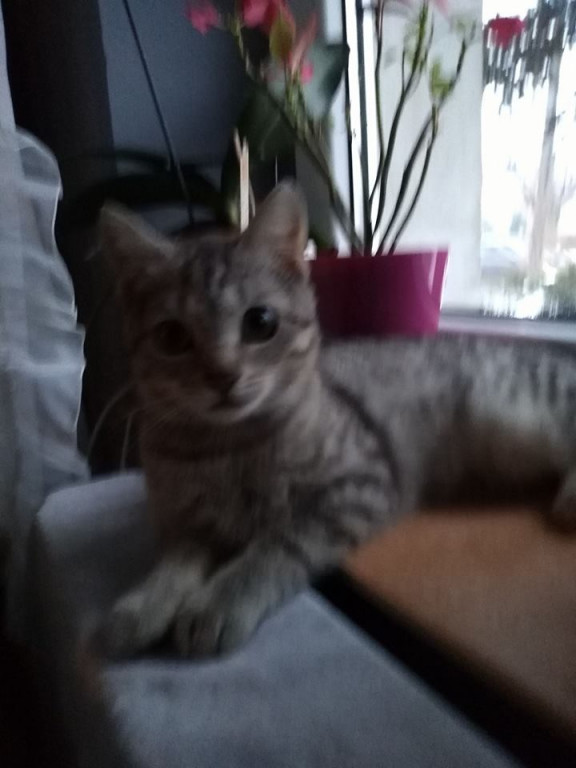 Włocławianie świętują Dzień Kota