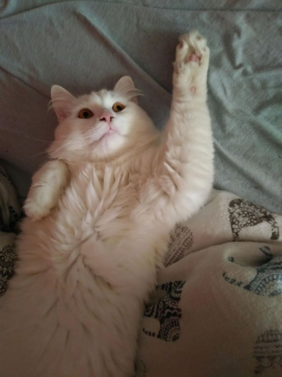 Włocławianie świętują Dzień Kota
