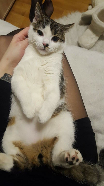 Włocławianie świętują Dzień Kota